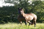 Montdeux at Dormello Stud - photo by Sherry Roberts Photography